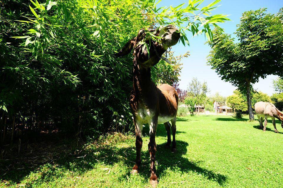 Locanda Dell'Asino D'Oro Βίλα Σουλμόνα Εξωτερικό φωτογραφία