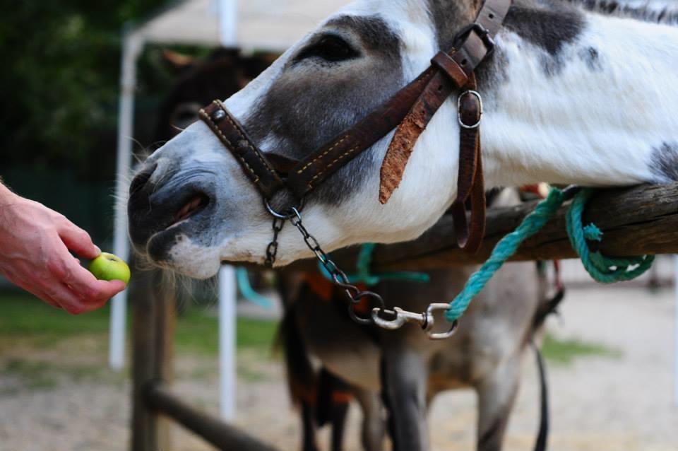 Locanda Dell'Asino D'Oro Βίλα Σουλμόνα Εξωτερικό φωτογραφία