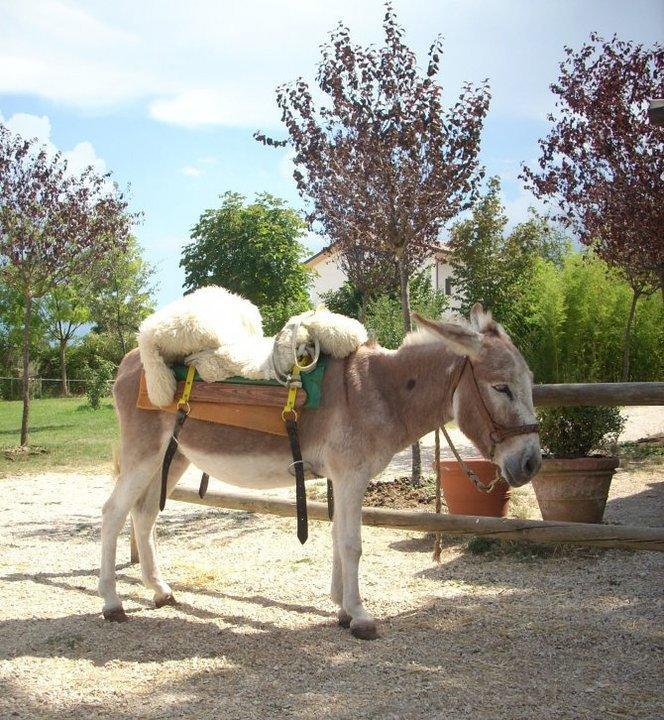 Locanda Dell'Asino D'Oro Βίλα Σουλμόνα Εξωτερικό φωτογραφία
